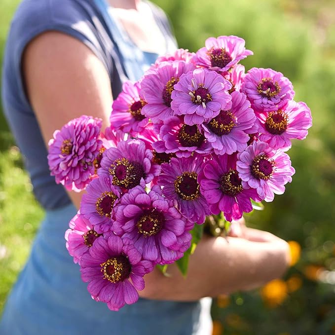 Eden Brothers Zinnia Seeds - Dream, Non-GMO Seeds for Planting, Packet | Low-Maintenance Flower Seeds, Plant During Spring, Zones 3, 4, 5, 6, 7, 8, 9, 10