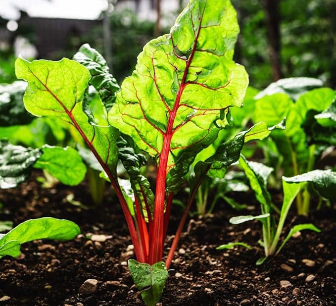 100 + Pcs Seeds Swiss Chard Collection for Planting - Individual Packets of Red Ruby Swiss Chard & Perpetual Spinach Swiss Chard - Non-GMO Heirloom (Red Ruby Swiss Chard)