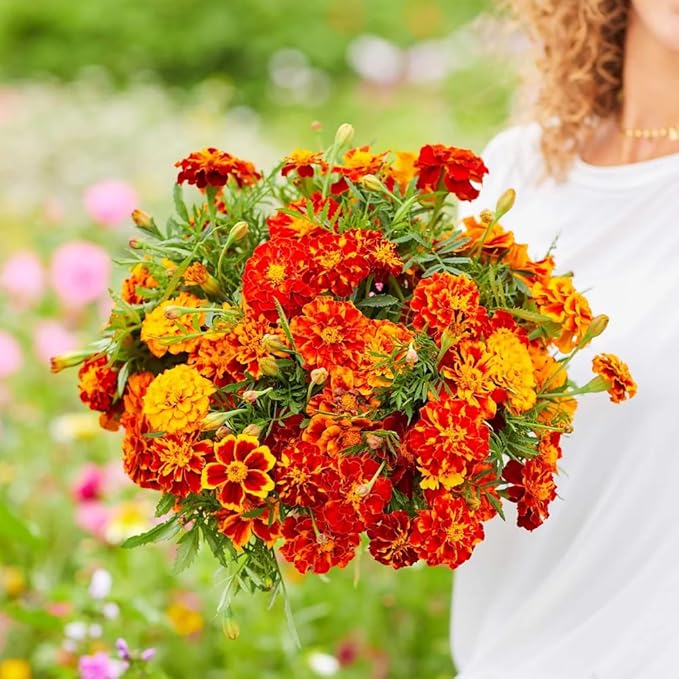 300+ Marigold Seeds for Planting Outdoors-French Marigolds Seeds-Non-GMO Heirloom Flowers Seed to Plant Perennial Flower Seed for Garden Outdoor