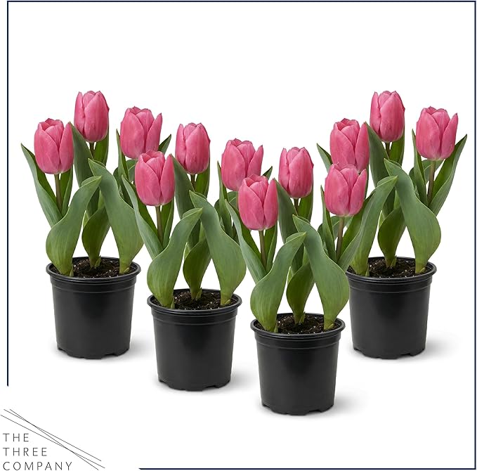Live Flowering Tulip (4 Per Pack) - Pink, Beautiful Spring Bulbs, Ships Dormant in 1 Pint Pot, Blooms in 2-3 Weeks
