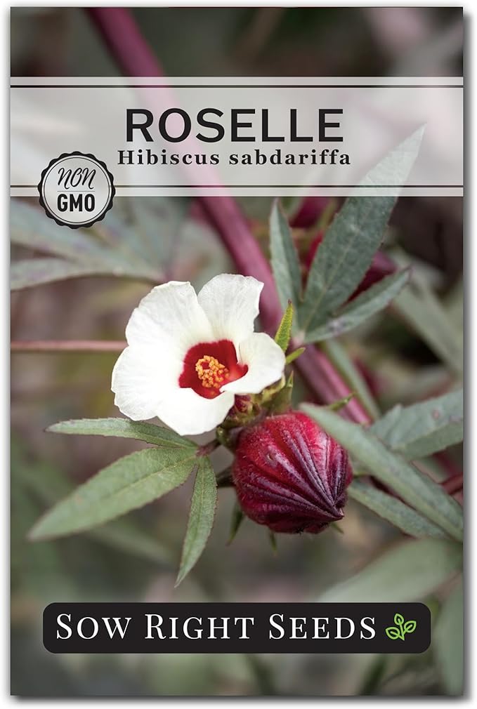 Sow Right Seeds - Roselle Seeds for Planting - Hibiscus Sabdariffa - Non-GMO Heirloom Variety - Tender Perennial - Edible Flowers for Homemade Syrup and Jam - Tropical Flower Garden (1)