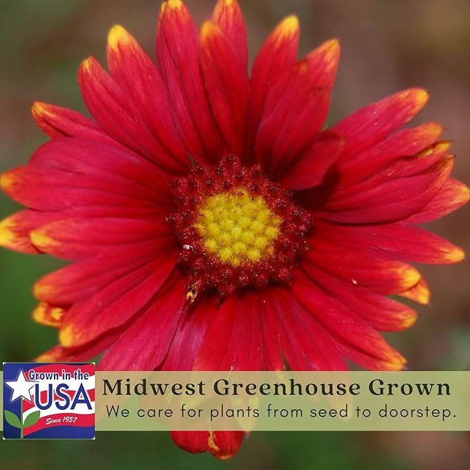 Clovers Garden Blanket Flower Arizona Red Shades (Gaillardia) Plants – Two (2) Live Plants – Non-GMO - Not Seeds - Each 4" to 8" Tall – in 4" Inch Pots – Hardy Flowering Perennial