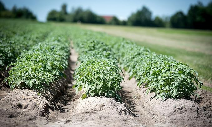 60 TPS Potato Seeds for Planting Outdoors, Heirloom Purple Red Yellow Color Mix, True Potato Seeds