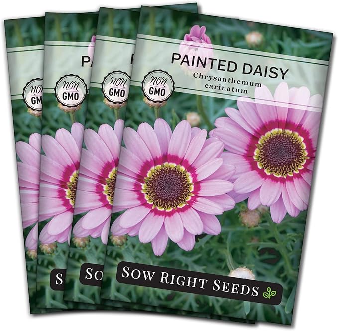 Sow Right Seeds - Painted Daisy Seeds for Planting - Non-GMO Heirloom Seeds Packet with Instructions - Wonderful Pink Blooms to Attract Pollinators - Cut and Come Again - Rare and Attractive (4)