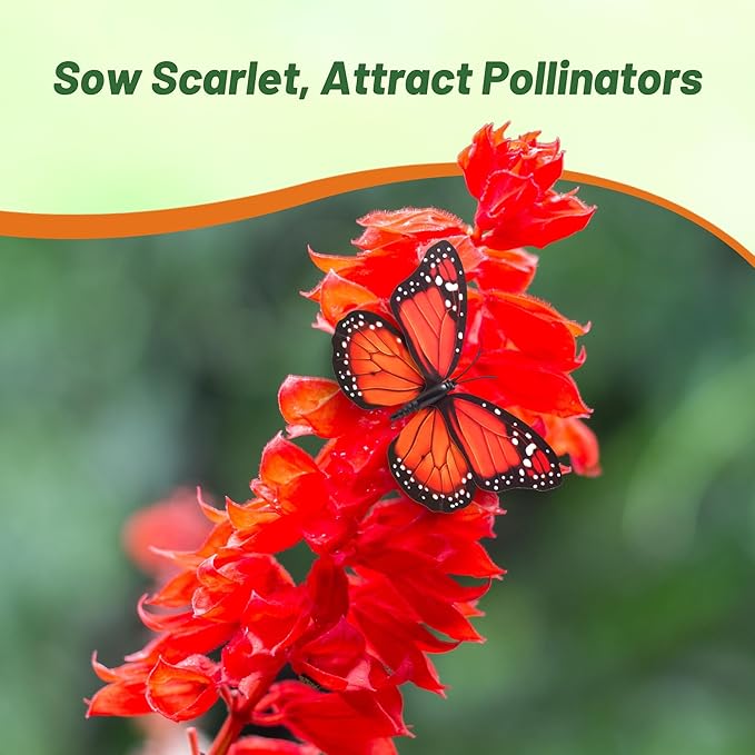 Outsidepride Salvia Coccinea Scarlet Sage Seeds for Planting - 5000 Pcs Perennial, Heat-Tolerant Wildflower Seeds w/Red Blooms, Attracts Hummingbirds & Butterflies for Pollinator-Friendly Gardens