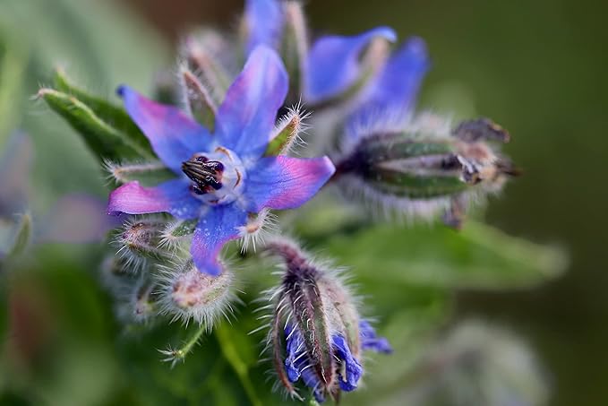 TKE Farms & Gardens - Borage Seeds for Planting, 100+ Non-GMO Heirloom Seeds, Attract Bees & Pollinators, Fast Growing Companion Plant for Tomatoes & Strawberries, Includes Instructions