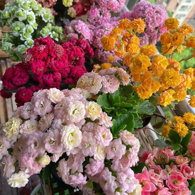 1000+ Kalanchoe Flower Seeds for Planting, Perennial Kalanchoe Flower Seed, Non-GMO Heirloom Rare Limonium Statice Flower Seeds for Home Garden
