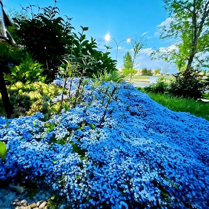 15000+ Blue Creeping Thyme Seeds Ground Cover,Blue Woolly Thyme Seeds Non-GMO Heirloom,Drought Tolerant Ground Cover Thyme Seed Silver Gray Carpet for Between Stepping Stones & Rock Outdoor
