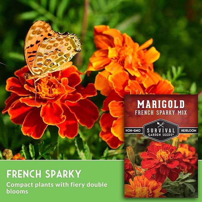 French Sparky Marigold Seeds for Planting - Plant & Grow Red & Orange Patula Flowers in Your Home Vegetable Garden - Heirloom Non GMO - Survival Garden Seeds (1 Pack)