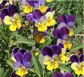 5,000 Johnny Jump up Seeds - Favorite Wildflower of Childhood