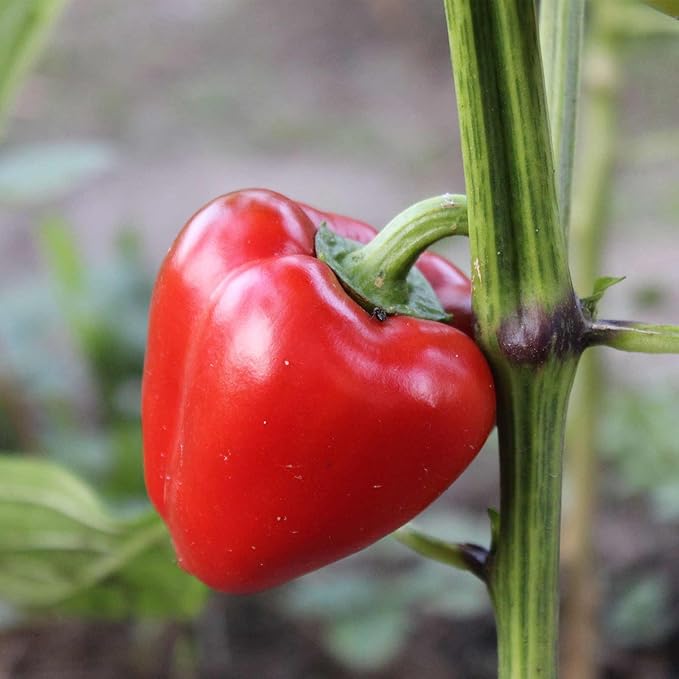 Pimento L - Sweet Pepper Garden Seeds - 4 oz - Non-GMO, Heirloom - Heart-Shaped Red Bell Peppers- Vegetable Gardening Seed by Mountain Valley Seed