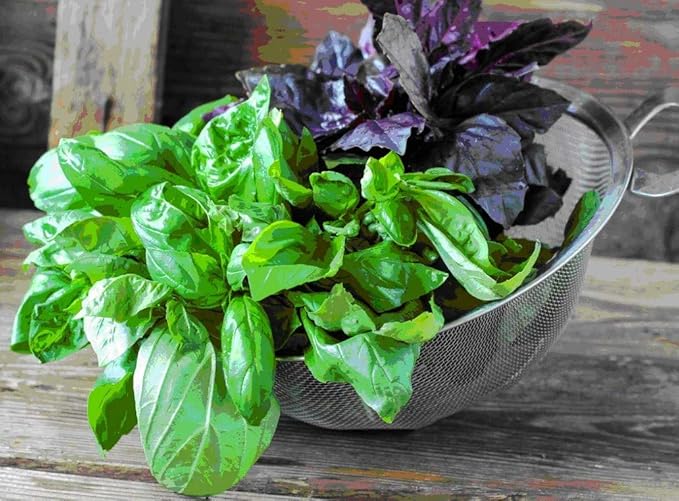 Seeds Basil Mix [Cardinal, Genovese, Sweet, Purple, Cinnamon, Opal] Indoor - Heirloom Herbs - GMO Free