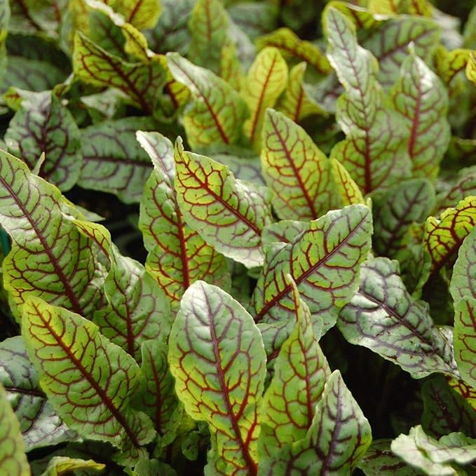NIKA SEEDS - Seeds Herb Sorrel Bloody Dock Red Veined - 100 Seeds