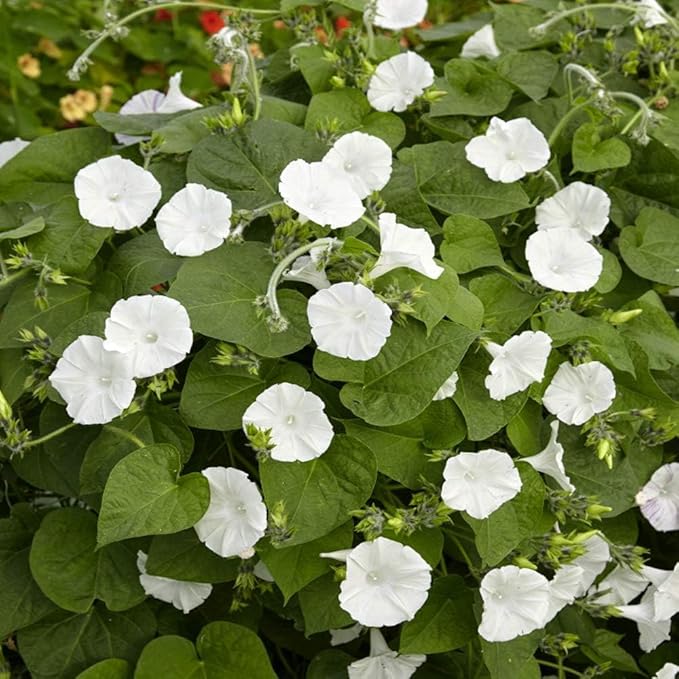 Outsidepride Ipomoea Alba Moonflower Seeds – 1/4 lbs. Annual, Vining Flower Seeds for Planting, Fragrant Night-Blooming Climbers for Trellises, Moon Gardens, Night Pollinators & Outdoor Landscapes