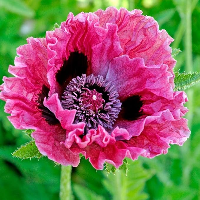 1050+ Poppy Flower Seeds for Planting Outdoor