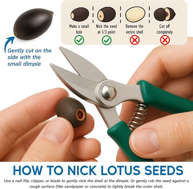 80Pcs Lotus Seeds for Planting – Bonsai Bowl Lotus Flower Seeds, Mixed Non-GMO Easy Grow Loto de Cuenco Semillas for Pond, Fish Tank & Home Garden