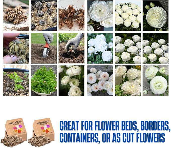 Set 50 Ranunculus Bulbs for Planting, White Ranunculus Corms Bulk, Butterfly Ranunculus Flowers Bulbs Spring Fall, Peony Buttercup Ranunculus