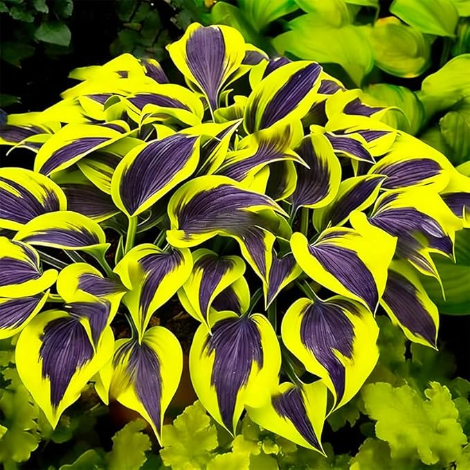 330+ Mixed Color Hosta Seeds for Planting - Shade-Tolerant Perennials, Dual Use for Ground Cover & Pots, Create Cool Shaded Gardens