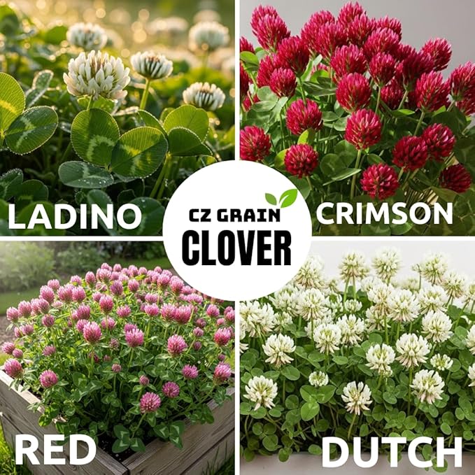 Red Clover Seed - 5 Pounds - Perennial Forage Clover for Food Plots, Cover Crops, Pasture Mixes, Soil Improvement, Erosion Control, and Pollinator-Friendly Planting