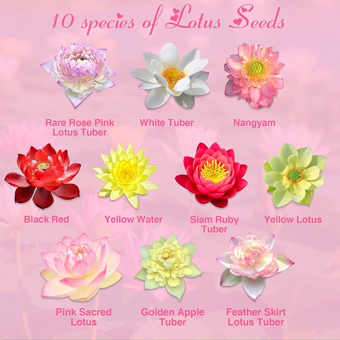 200pcs Lotus Seeds for Planting - 10 Unique Varieties, Mixed Colors Loto de Cuenco Semillas, Includes Detailed Planting Guide, Perfect for Ponds, Water Gardens & Gifts, High Germination