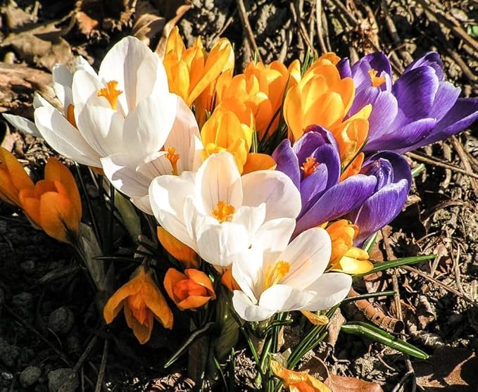 Mixture Crocus Bulbs White Yellow Purple Lilac Green Fall Plant Spring Bloom Large-Flowering Crocus Species Botanical Size 6+ (10, Mix Color)