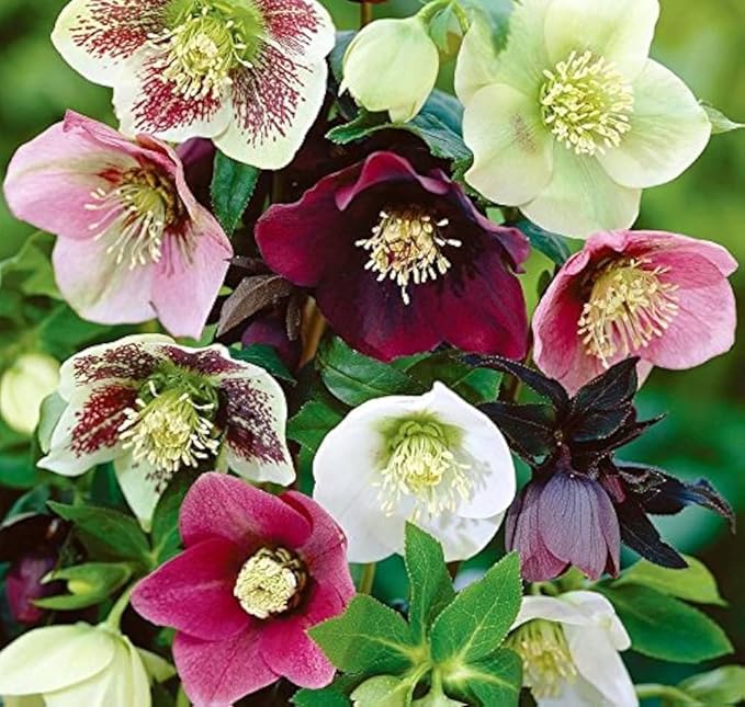 100 Pcs Mixed Helleborus Flower Seeds, Perennial Winter-Blooming Seeds for Planting, Hardy Shade-Loving Flowers for Gardens, Borders, Containers & Year-Round Decorative Landscaping