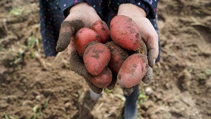 Simply Seed - 2 LB - Hand Selected Red Pontiac Seed - Non GMO - Naturally Grown - Ready to Grow