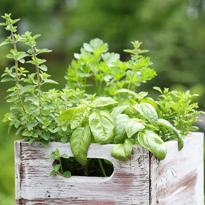 Pack 4 Mix Herb Live Plants, 4-8" Tall Fragrant Lemon Balm, Rosemary, Basil, Oregano and More Varieties Plants Herbs for Garden, Patio and Kitchen Growing, No Pot, Live Herbs Seedlings
