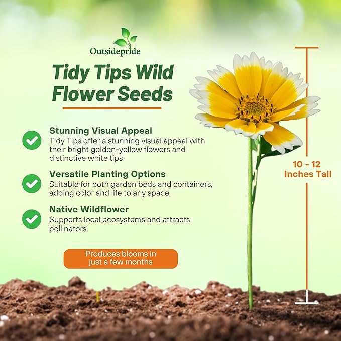 Outsidepride Tidy Tips Seeds - 1/8 lb Annual Dazzling Golden-Yellow & White Blooms, Drought Tolerant, Self-Seeding, Ideal for Rock Gardens, Flower Boxes, Borders, Xeriscape & Low-Water Landscapes
