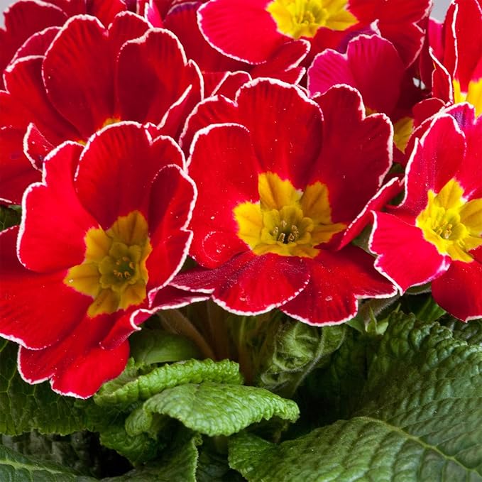 Outsidepride Danova Cherry Edge Common Primrose Seeds - 50 Pcs Annual, Hardy, Easy to Grow & Low Maintenance Flower Seeds for Planting Vibrant Soft Blooms, for Containers, Borders & Erosion Control