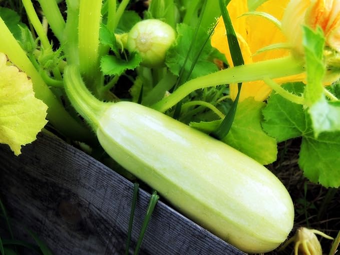 Seeds4planting - Seeds Zucchini Mush Bush White Giant Heirloom Non GMO