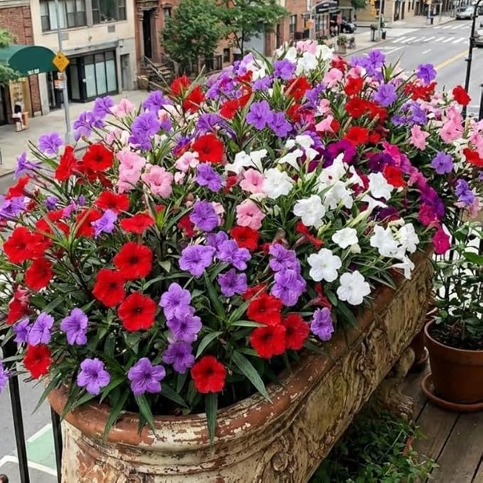 Set 6 Mix Random Mexican Petunia Plants Live, Perennial Outdoor Growing, Startrer Size 4-6" in Tall, Long Blooming Season, Landscapes, Borders, Ground Cover