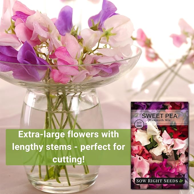 Sow Right Seeds - Mammoth Mix Sweet Pea Seeds for Planting - Beautiful Flowers to Plant in Your Garden - Non-GMO Heirloom Packet - Fragrant Colorful Blooms for Bouquets - Wonderful Gardening Gift (1)