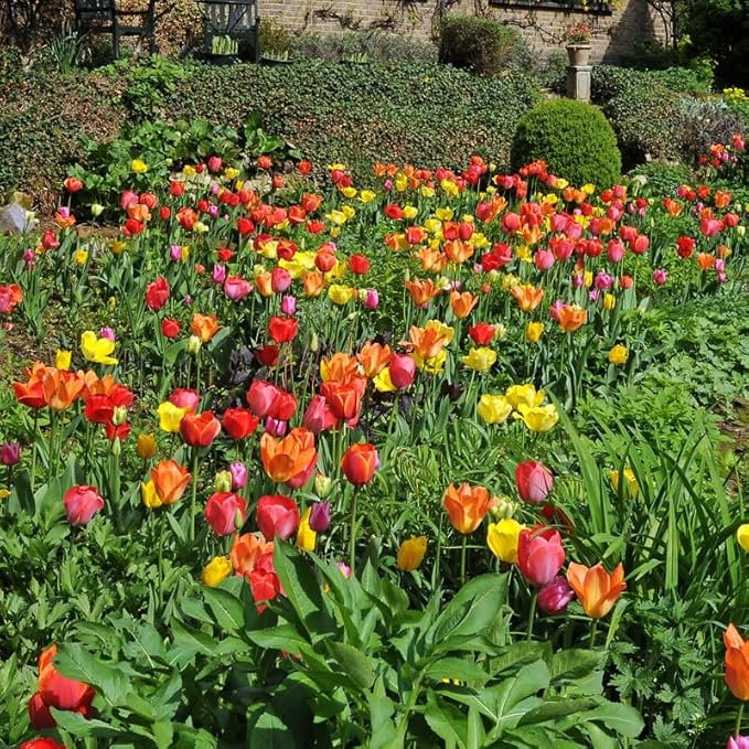 Darwin Hybrid Tulip Mix Flower Bulbs - 25 Bulbs per Pack - Good as Cut Flowers - Perennializing - Easy to Grow Live Plants - Outdoor Garden