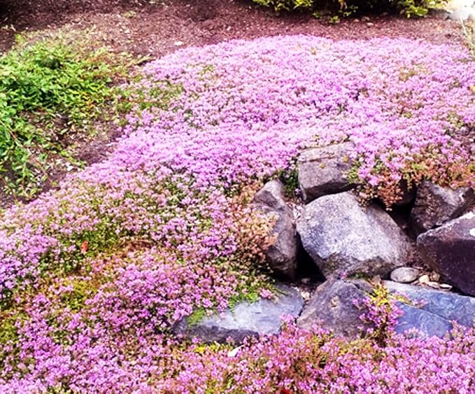3000+ Pcs Red Pink Purple Creeping Thyme Seeds Ground Cover Plant Seeds Perennial- Non-GMO Heirloom Flower Perennial Creeping Thyme Seeds for Planting