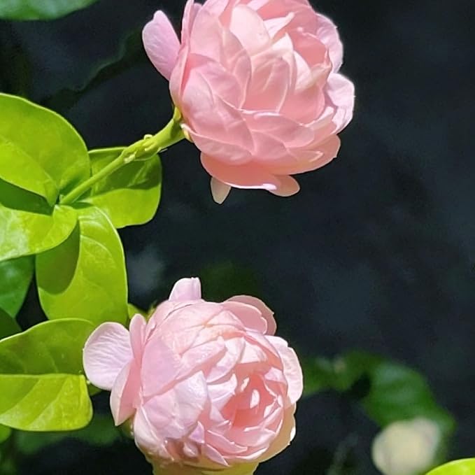 Double Jasmine Flower Seeds for Planting, 100pcs Fragrant Climber Jasmine Perennial Flower Seeds Plants, Non-GMO Heirloom Beauty Climbing Flowers in Home Garden Outdoors