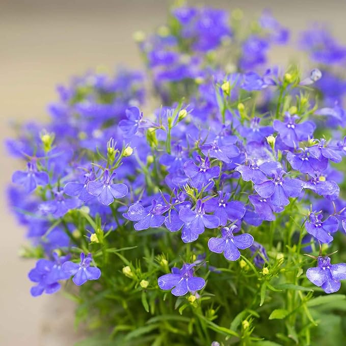 Eden Brothers Lobelia Seeds - Blue Carpet