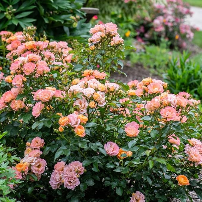 50+ Peach Rose Seeds Groundcover Rose Flowers Garden Planting