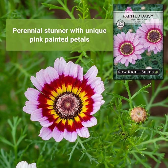 Sow Right Seeds - Painted Daisy Seeds for Planting - Non-GMO Heirloom Seeds Packet with Instructions - Wonderful Pink Blooms to Attract Pollinators - Cut and Come Again - Rare and Attractive (1)
