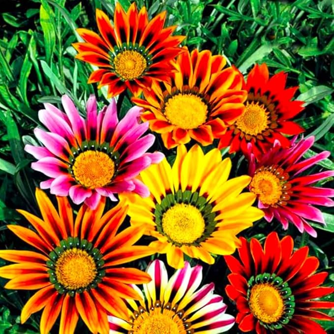 Showy Multicolor Gazania Seed Mix 100+ Seeds for Planting Non-GMO