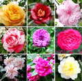 100PCS Double Camelia Impatiens Seeds Mixed Color Balsamina Impatiens Flower Shade Garden Seeds Bee Butterflies