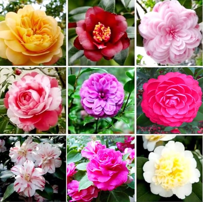 100PCS Double Camelia Impatiens Seeds Mixed Color Balsamina Impatiens Flower Shade Garden Seeds Bee Butterflies