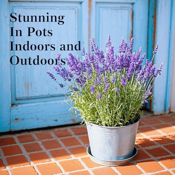 20000+ Lavender Seeds Bulk- Non GMO Premium English Lavender Seeds for Planting Outdoors or Intdoors, 2026 Wildflower Seed Grow Fragrant Gardens, DIY Essential Oils, Perfect for Home Gardeners, Gifts