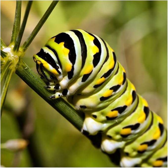 Seed Needs Milkweed Seeds for Planting Swamp Milk Weed (Asclepias Incarnata) White & Pink Seed Collection - Attract Monarch Butterflies by Growing a Butterfly Garden (2 Packs)