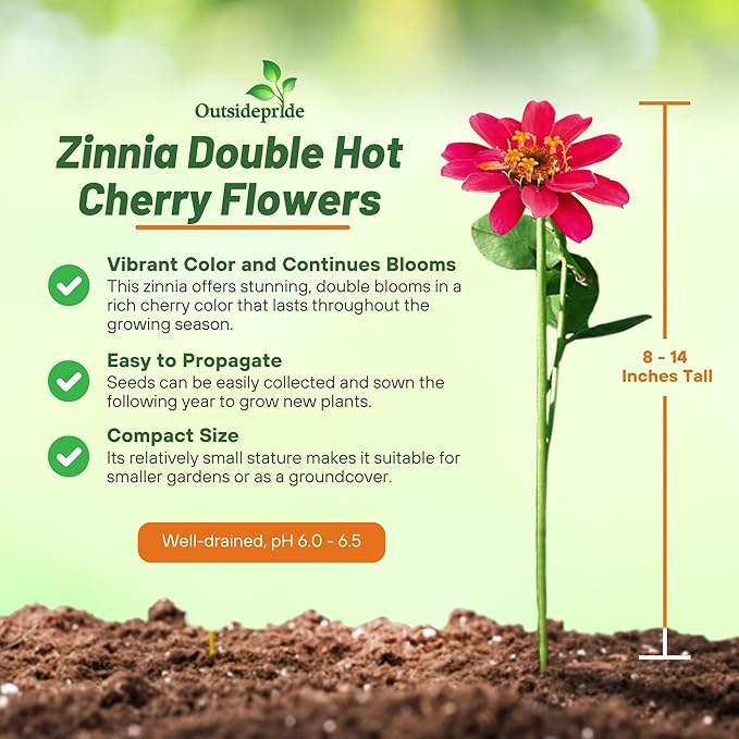 Outsidepride Zinnia Seeds – 25pcs Annual Zinnia Hybrida Profusion Double Hot Cherry Seeds for Planting Outdoors, Ideal for Garden Beds, Pollinator & Cut Flower Gardens, Low Maintenance (AAS Winner)
