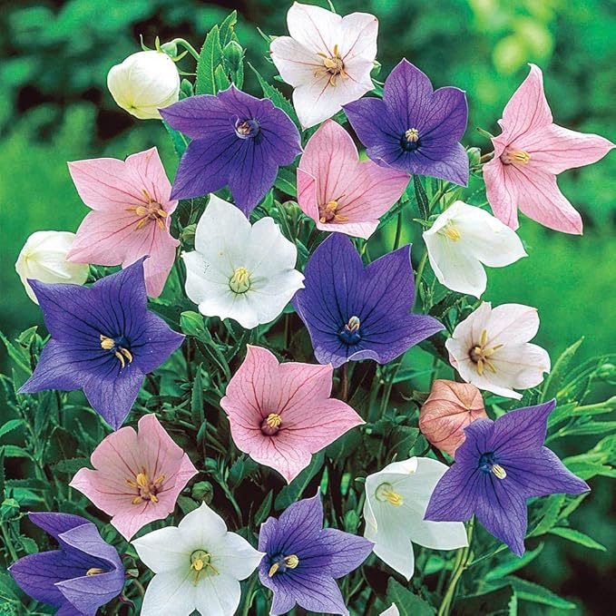 KIRA SEEDS - Seeds Balloon Flower Mix - Chinese Bellflower Platycodon - Annual Flowers for Planting