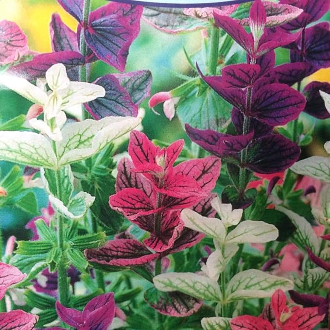 NIKA SEEDS - Seeds Flowers Clary Tricolor Mix Annual - 100 Seeds