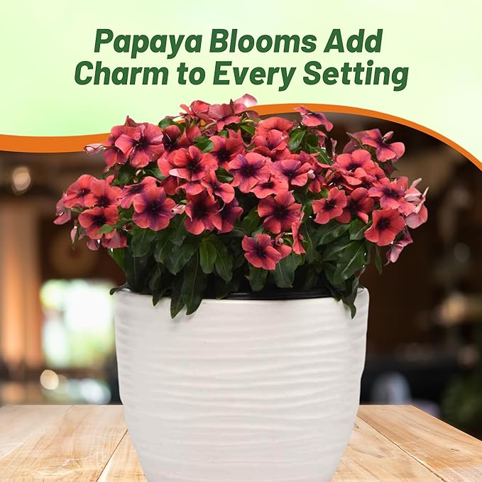 Outsidepride Papaya Periwinkle Seeds for Planting – 50 Pcs Annual, Fast-Blooming, Heat & Drought Tolerant Vinca Flower Seeds with Vibrant Colors Ideal for Gardens, Beds, Borders & Containers