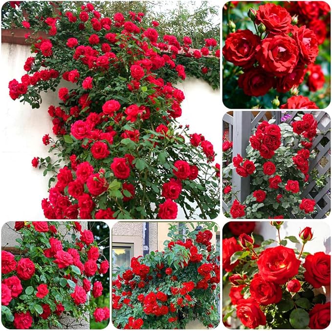 300+Climbing Rose Bush Seeds for Planting Outdoors-Perennial Flowering Plant for Trellises Arbors Garden Borders
