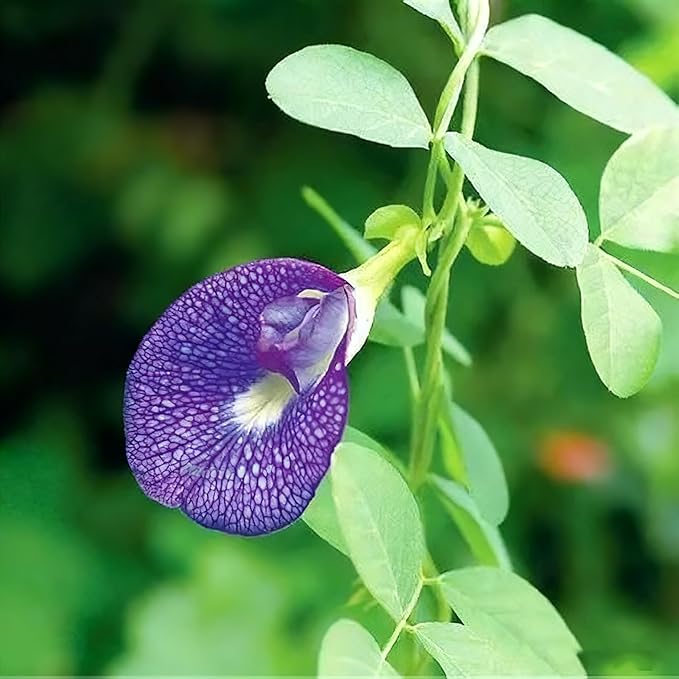 Butterfly Pea Flower Seeds for Planting, 35 Mixed Clitoria Seeds, Non-GMO Heirloom Vinestriking Clitoria Seed for Ornamental Garden Potted Bonsai